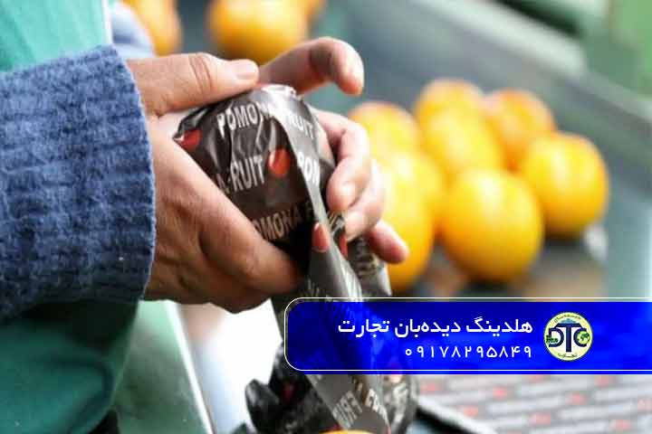 عبور از موانع، چالش‌های کلیدی در صادرات مرکبات به روسیه