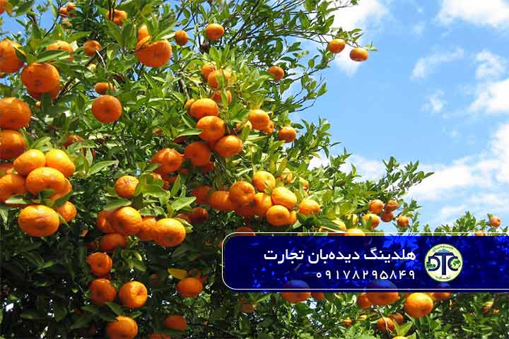 تحلیل بازار استراتژیک برای مرکبات ایران